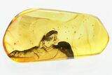 Detailed Hairy Fungus Beetle (Crowsonium) in Baltic Amber #381277-1